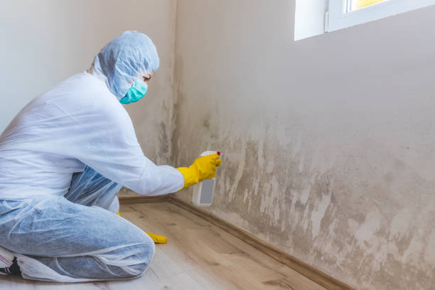 Licensed Black Mold Removal service in Bellmawr, NJ - WQB Mold Removal