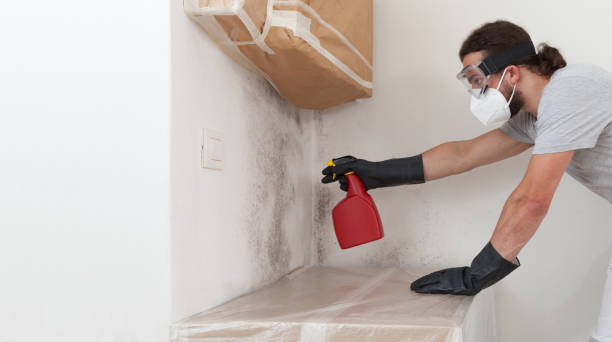 Professional Black Mold Removal technician working in Bellmawr, NJ