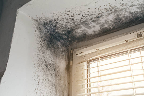 Affordable Black Mold Removal solutions in Bellmawr, NJ